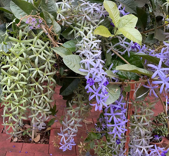 Petrea volubilis (pétré volubile) couleur floraison:violet - pot de 6 litres - 140/150cm