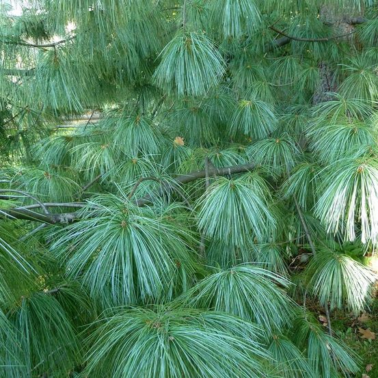 Pin pleureur de l'himalaya pot de 3l/4l