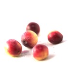 Canneberge à gros fruits, airelles, cranberry macrocarpon early black