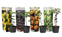 Assorti de 4 plants fruitiers meditérannéens - pot ⌀9cm - h.25-40cm