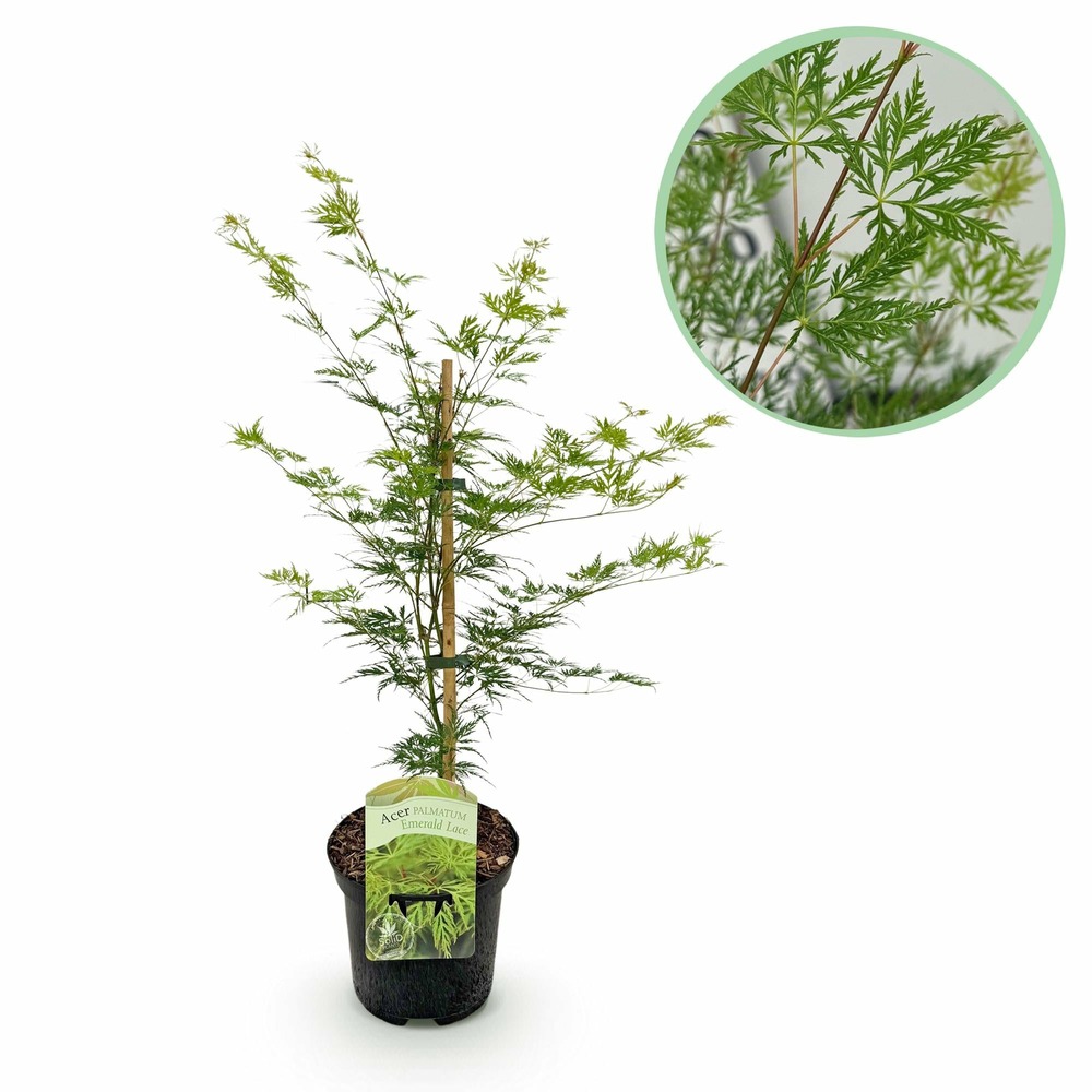 Érable japonais - acer palmatum emerald lace - pot 19cm ha
