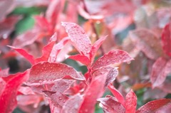Photinia Little Red Robin C 7,5 litres