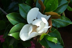 Magnolia de Chine soulangeana C 7,5 litres