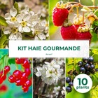 Kit haie gourmande - 10  jeunes plants - 10 jeunes plants : taille 20/40cm