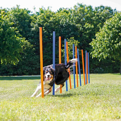 Slalom agility pour chien ø 3 × 115 cm