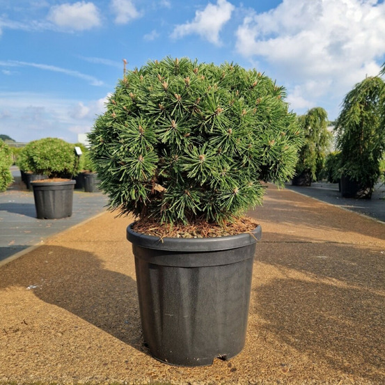 Pin de montagne 'benjamin' pot 18l 40/50cm - pinus mugo benjamin