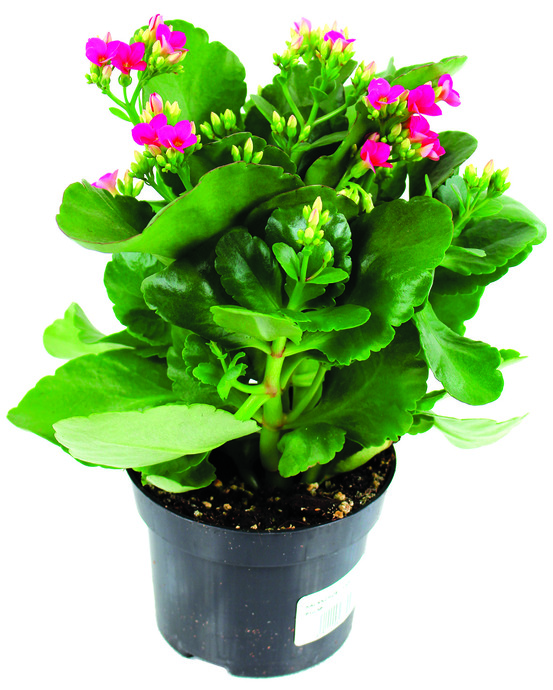Kalanchoe pot 10,5 cm