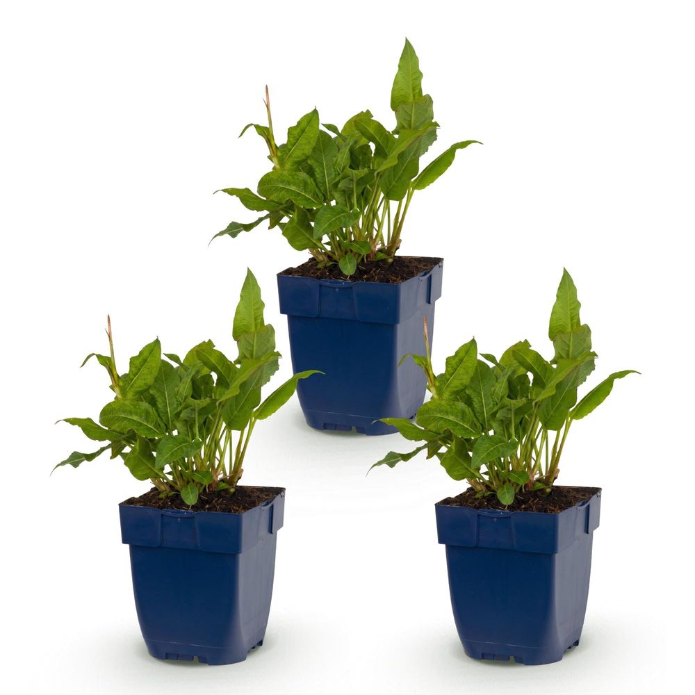 Renouée 'rosea' - lot de 3 - pot 11 cm - hauteur 25 cm - plante d'extérieur