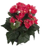 Begonia artificiel rose jaune en pot h 28 cm superbe qualité - couleur: rose fus