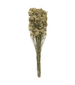 Bouquet de graminées naturelles séchées
