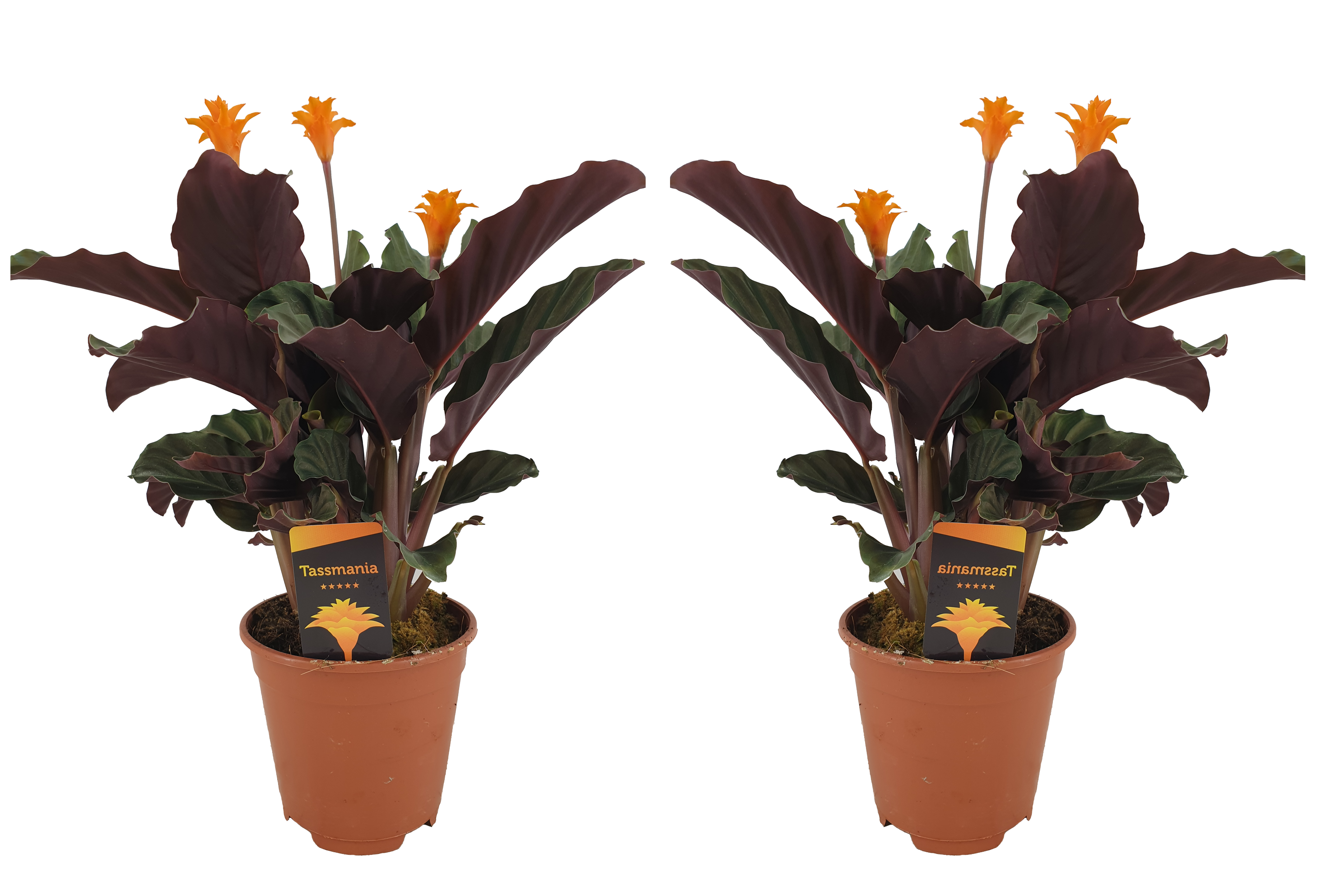 Set de 2 calathea crocata - pot ⌀14cm - h.40-50cm (hauteur pot incluse)