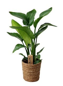 Strelitzia nicolai dans panier- pot ⌀17cm - h.55-70cm (hauteur pot incluse)