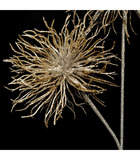 Branche décorative spéciale fêtes oursins or pailleté h 60 cm