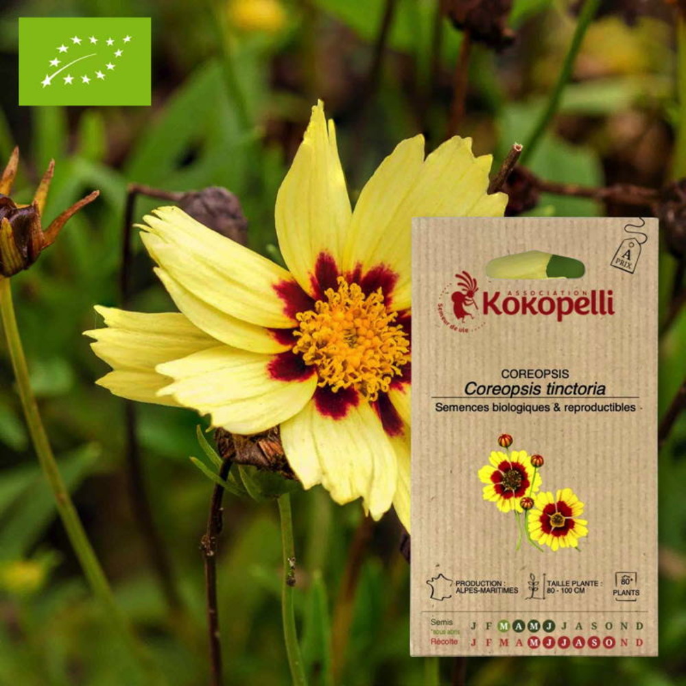 Coreopsis coréopsis des teinturiers- graines bio à semer