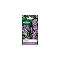 Sachet graines violette 4 saisons odorante