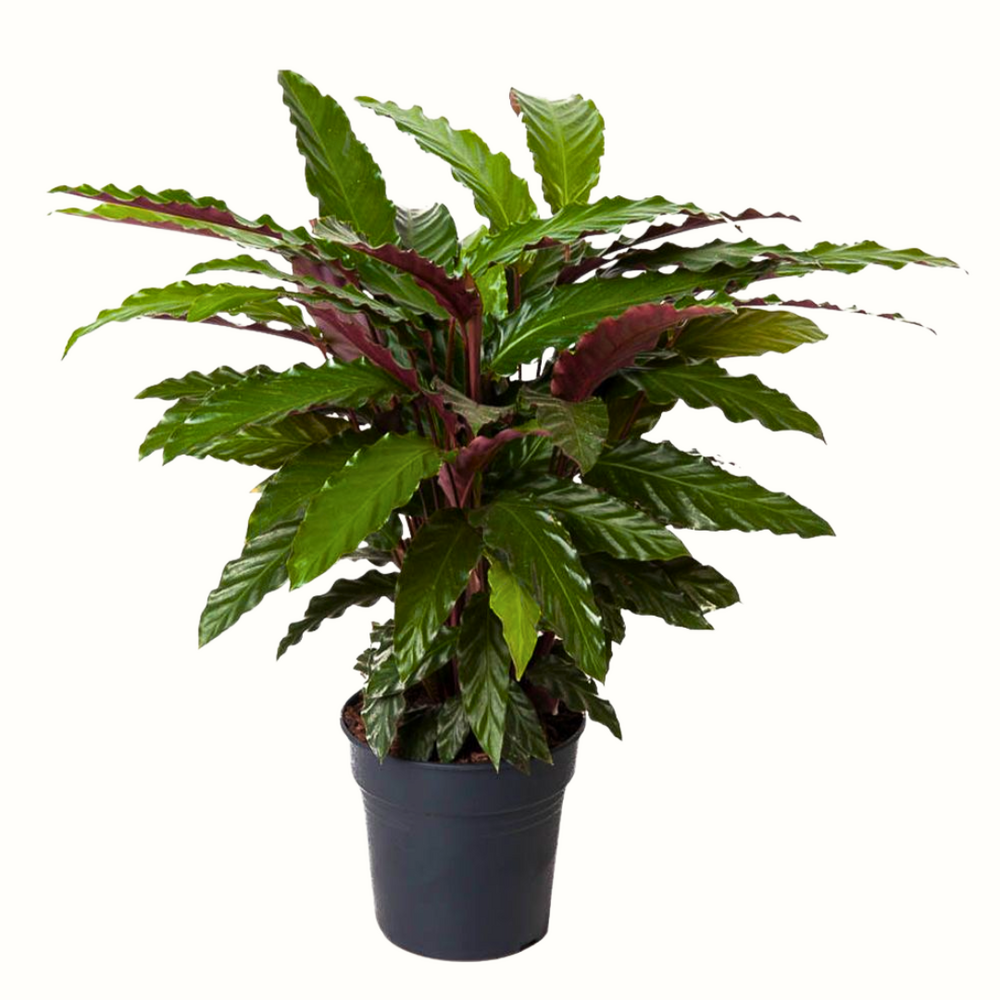 Calathea wavestar - 70cm