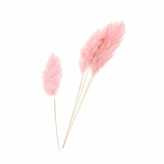 Fs - tige pampa rose misty - qualité prémium h115 cm (vendu par 3)