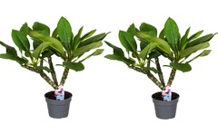 Set de 2 Plumeria 'Frangipani' Hawaii - pot ⌀17cm - H.55-75cm