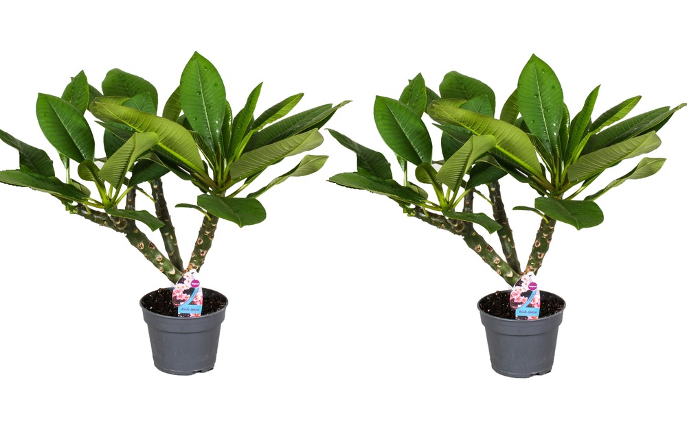Set de 2 Plumeria 'Frangipani' Hawaii - pot ⌀17cm - H.55-75cm | Truffaut