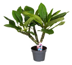 Plumeria hawaaien - pot ⌀17cm - h.55-75cm (hauteur pot incluse)