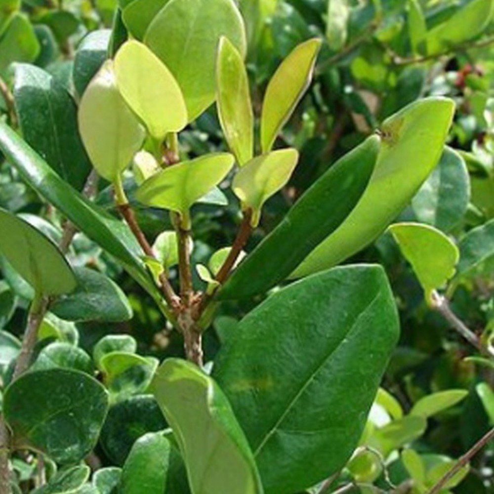 2 x ligustrum japonicum 'texanum' - ligustrum japonicum 'texanum' - 30-40 cm pot