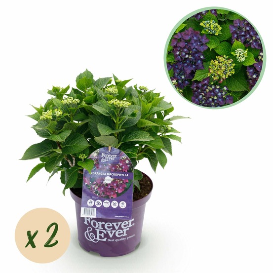 Hortensia forever & ever – lot de 2 – pot 23 cm