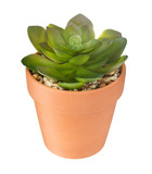 Plante artificielle succulente en pot terracotta