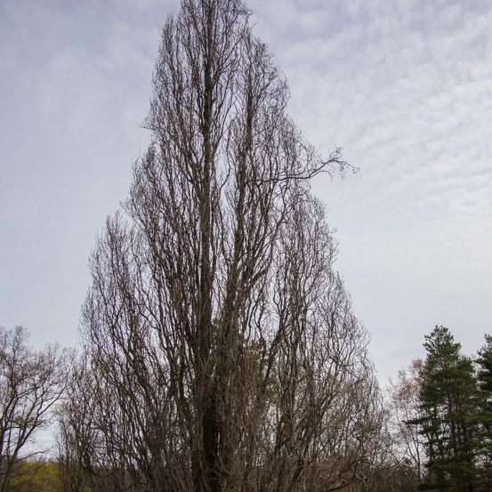 Chêne pédonculé fastigié koster, quercus robur pot de 15l - baliveau