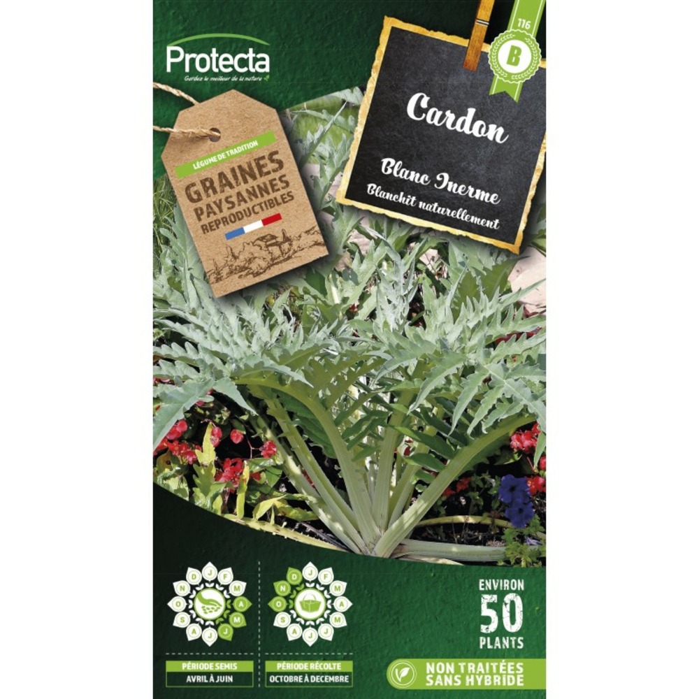 CARDON PLEIN BLANC Inerme | 25 Graines | Côtes Épaisses Non - Foto 10