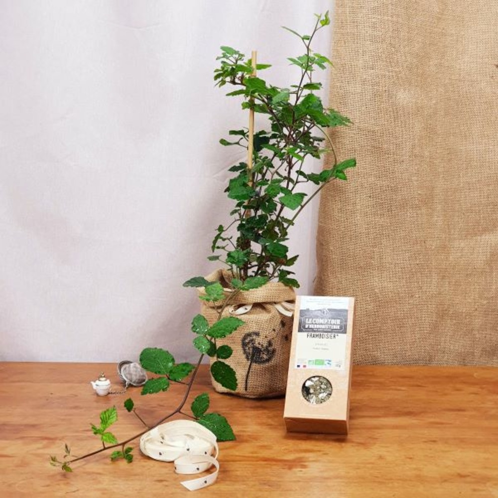 Coffret cadeau 6 mini succulentes - Zinc naturel