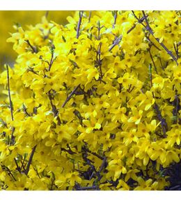 Mimosa de paris 'mélée d'or' pot de 3l/4l