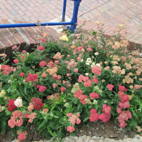 Achillée millefeuille paprika godet - 5/20 cm