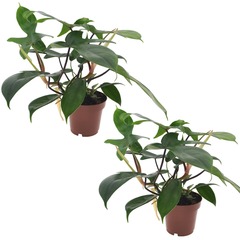 Set de 2 Philodendron "Florida Green"- pot ⌀12cm-h20-30cm (hauteur pot incluse)