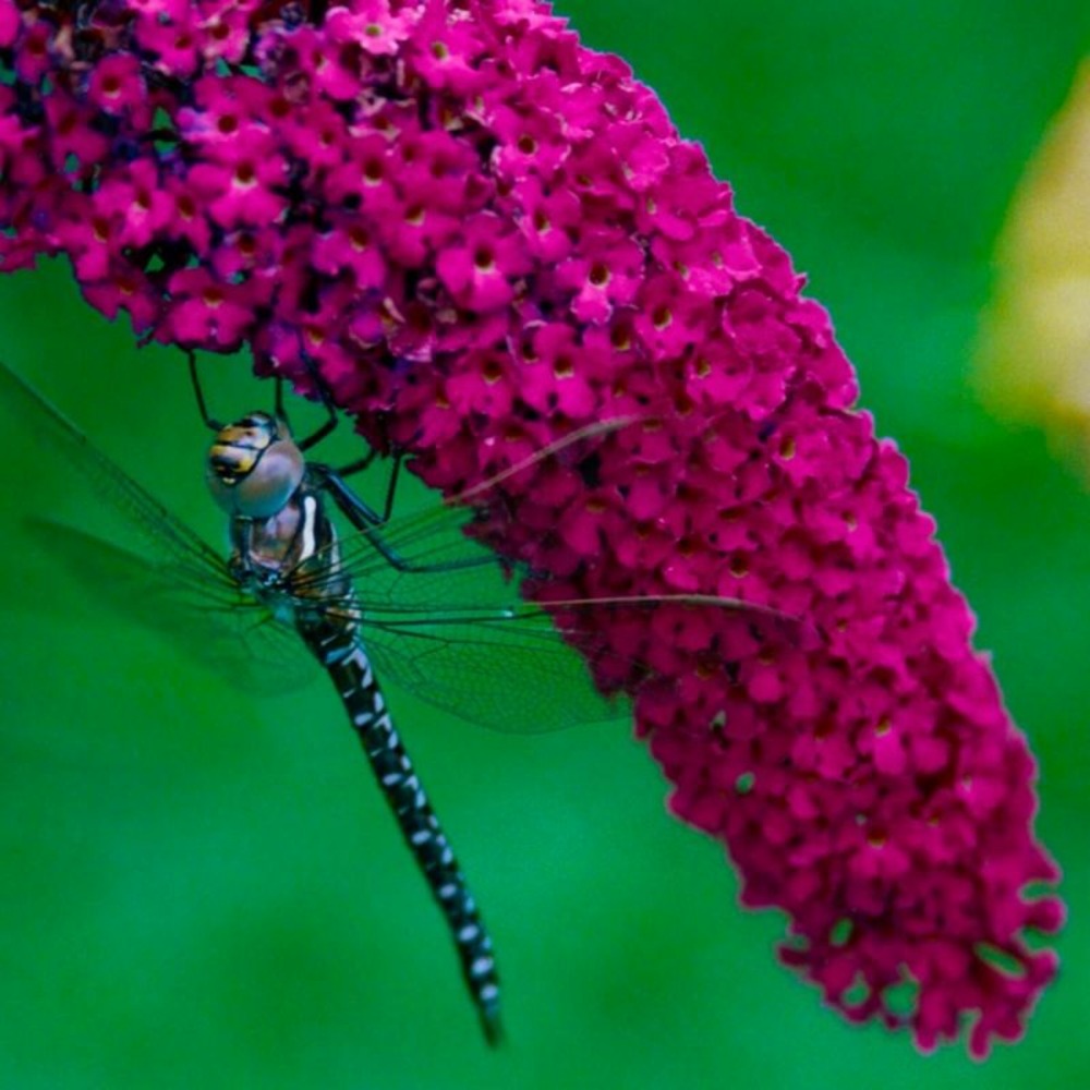 Arbre aux papillons 'royal red' (buddleja davidii 'royal red')