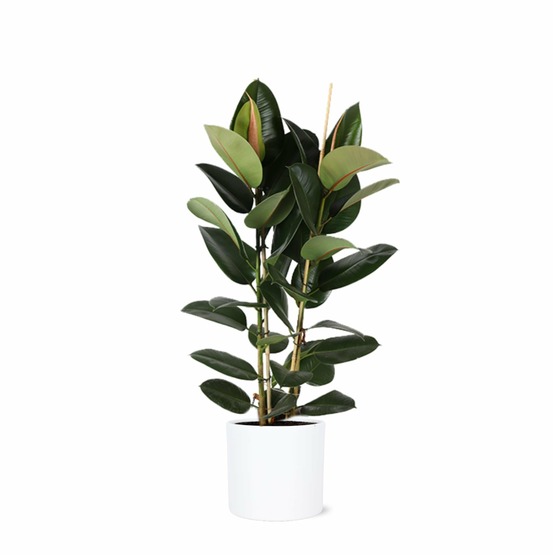 Ficus elastica robusta et son pot relief blanc - hauteur 110cm