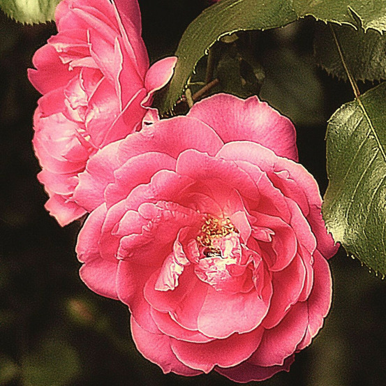 Rosier grimpant pompon de paris godet - 5/20 cm