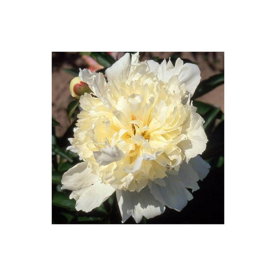 Pivoine herbacée laura dessert pot de 2l - 10/20 cm