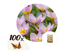 Bulbes des fleurs Tulipa Bakeri Lilac Wonder x 100 pièces