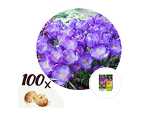 Bulbes des fleurs Crocus 'Ruby Giant' x 100 pièces