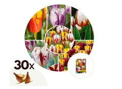Bulbes des fleurs Tulipa 'Flaming Beauty mix x 30 pièces