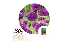 Bulbes des fleurs Allium 'Purple Sensation' x 30 pièces