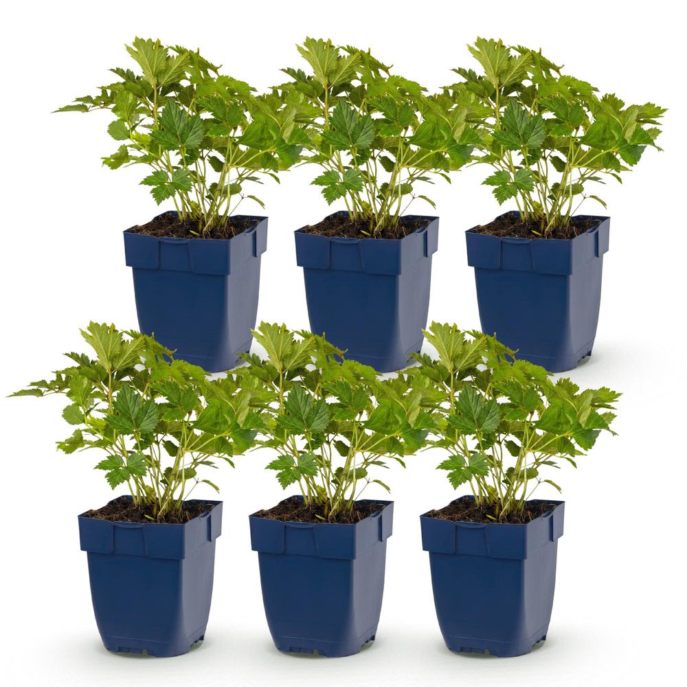 Astilbe 'pumila' - lot de 6 - pot 11 cm - hauteur 25 cm - plante d'extérieur