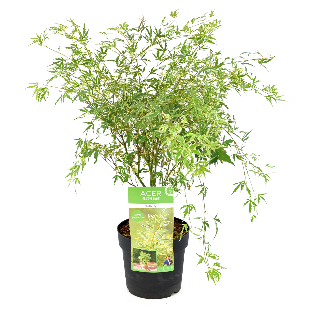 Acer palmatum 'papillon' - erable japonais - pot 19cm - hauteur 50-60cm