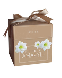 Bulbes Amaryllis boîte-cadeau blanche 14,5 x 14,5 x 15cm