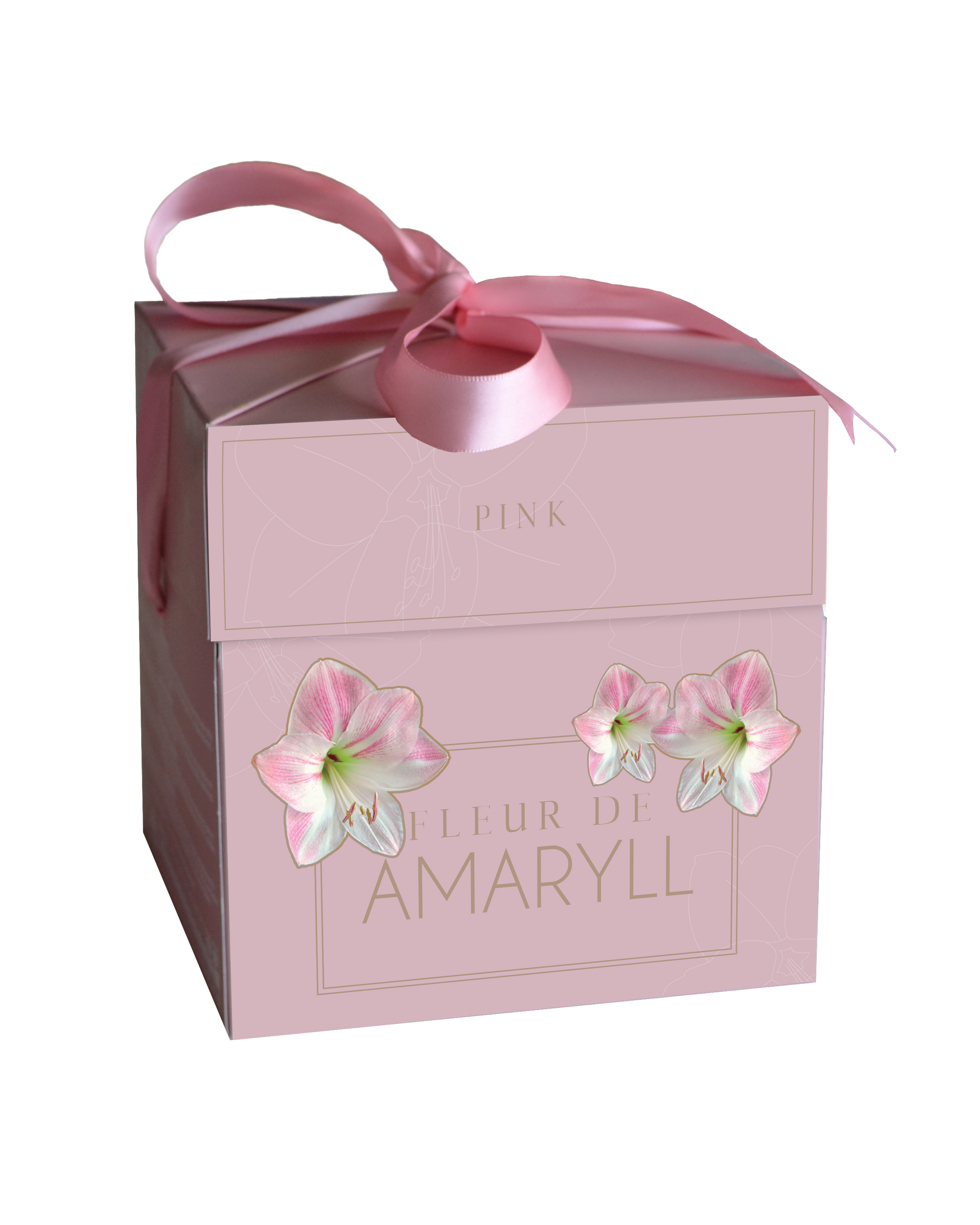 Bulbes Amaryllis boîte-cadeau rose 14,5 x 14,5 x 15cm