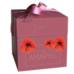 Bulbes Amaryllis boîte-cadeau rouge 14,5 x 14,5 x 15cm