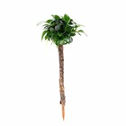 Anubias nana bonsaï sur mini palmier