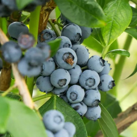 Plante myrtillier blue crop bio