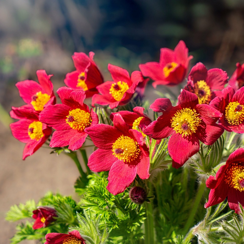 Anémone pulsatille rouge - les 2 pots / ø 9cm, vendu par lot de 4