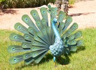 Paon décoratif peacock